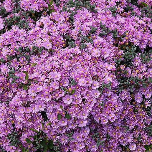 Deltoid Leaf Dewplant