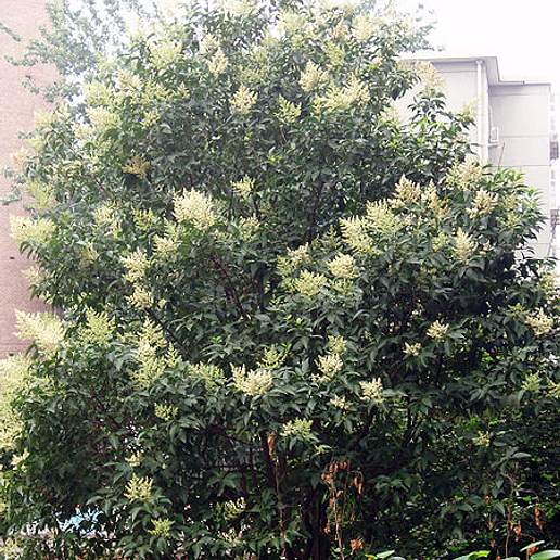 Broad Leaf Privet