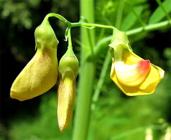 Bigpod Sesbania