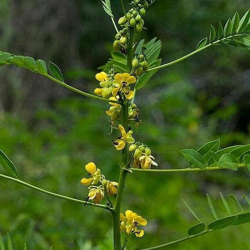 American Senna