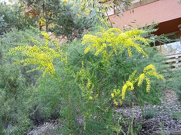 Gold Dust Acacia