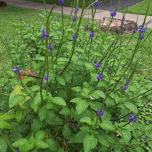 Trinidad And Tobago Vervain