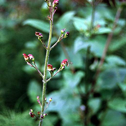 California Figwort