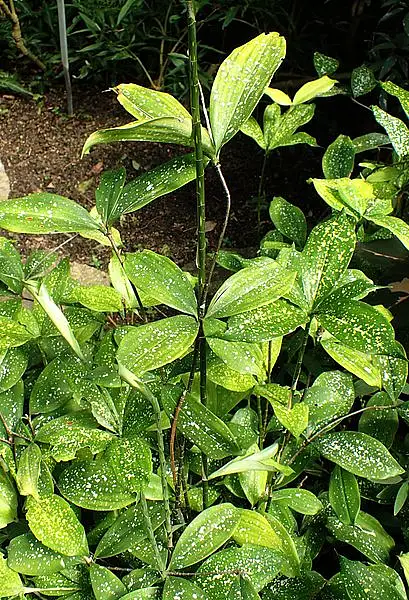 Gold Dust Dracaena