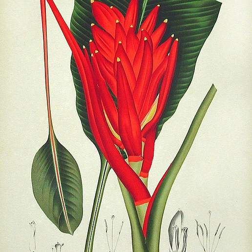 Red Flowering Banana