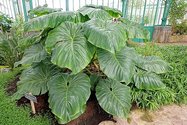 Philo Dwarf Red Congo