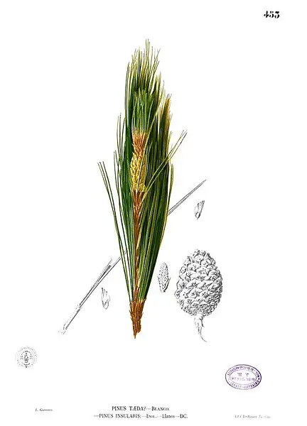 Khasi Pine
