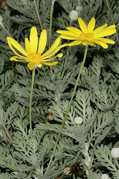 Gray Leaf Euryops