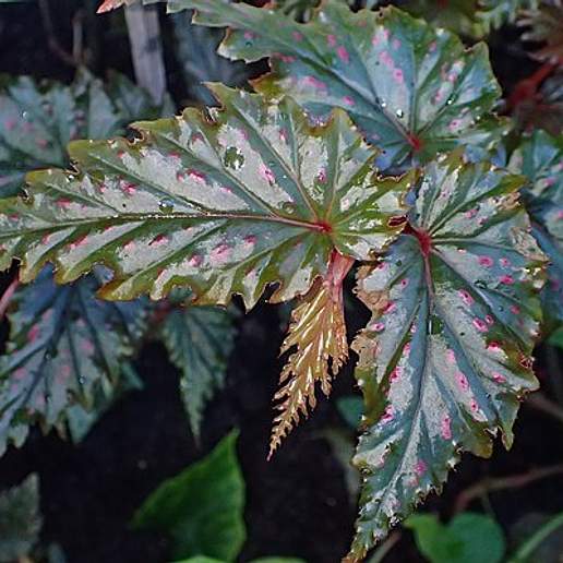 Begonia serratipetala