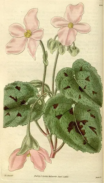 Painted Leaf Begonia