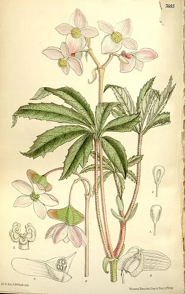 Begonia hemsleyana