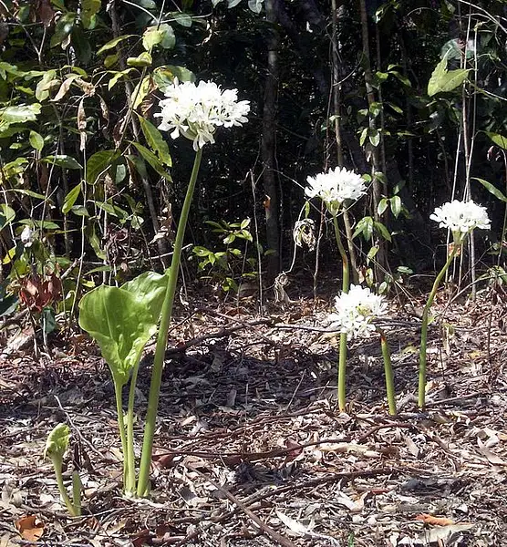 Cardwell Lily