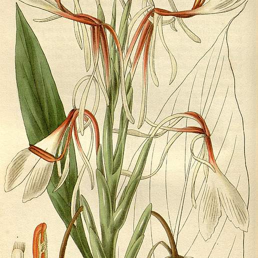 Spiked Ginger Lily