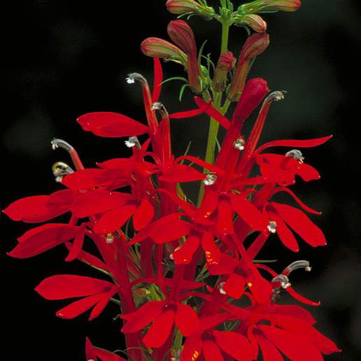 Cardinal Flower