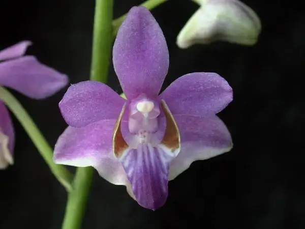 Alien Orchid