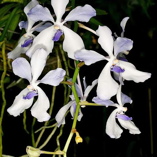 Blue Vanda