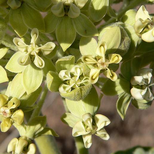 Desert Milkweed