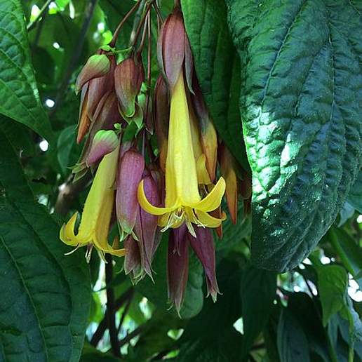 Golden Fuchsia