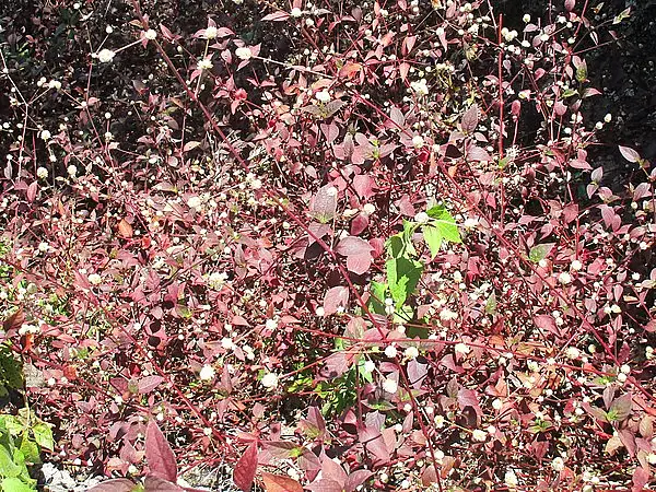 Ruby Leaf