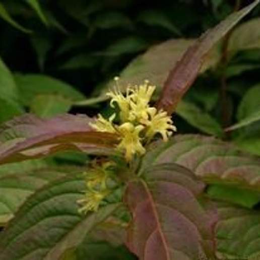 Southern Bush Honeysuckle