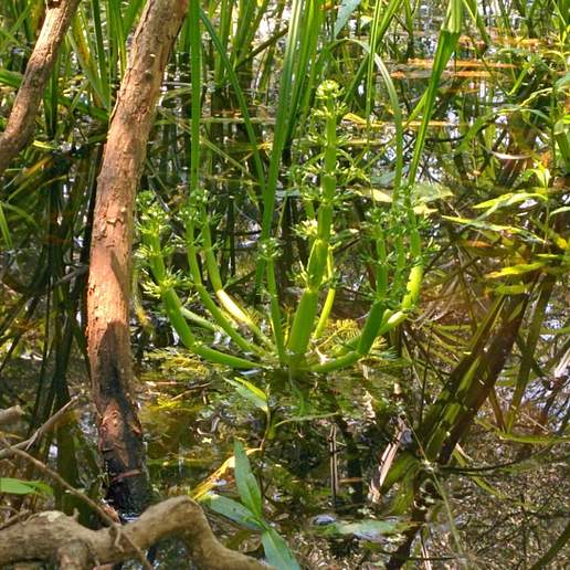 American Featherfoil