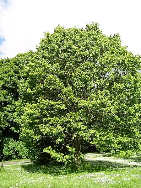 Japanese Raisin Tree
