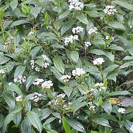 David Viburnum