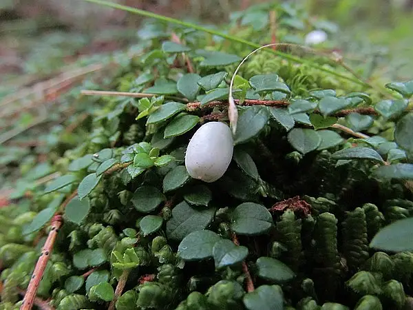 Cancer Wintergreen