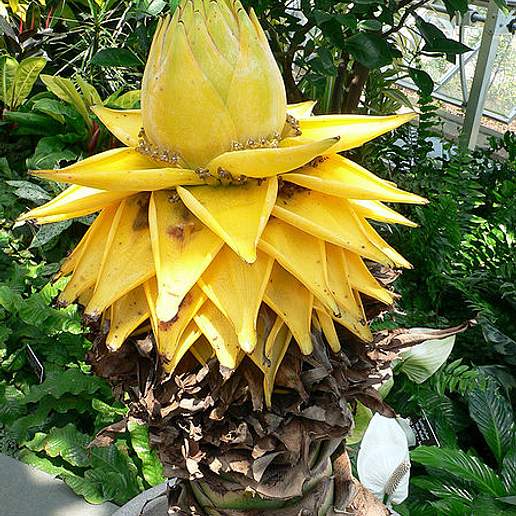 Golden Lotus Banana