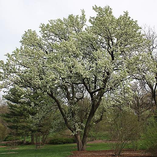 Callery Pear