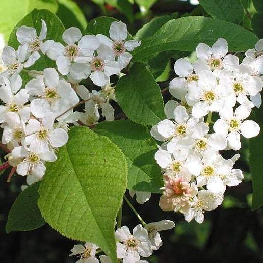 European Bird Cherry