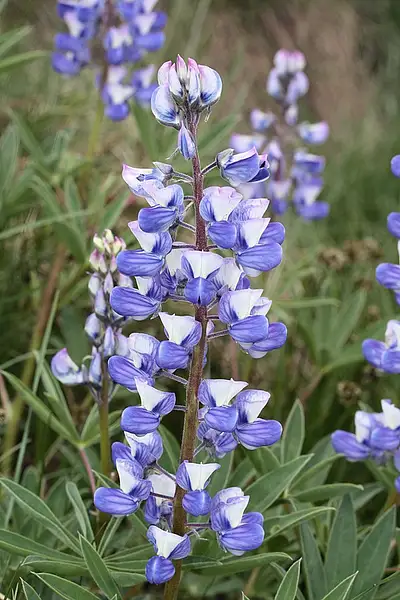 Broad Leaved Lupine