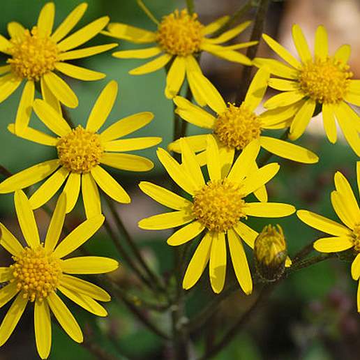 Ragwort