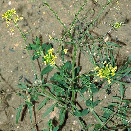 Creeping Yellow Field Cress