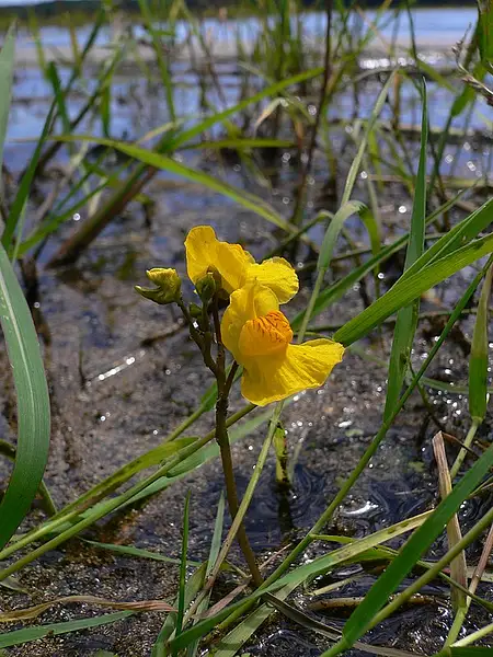 Bladderwort