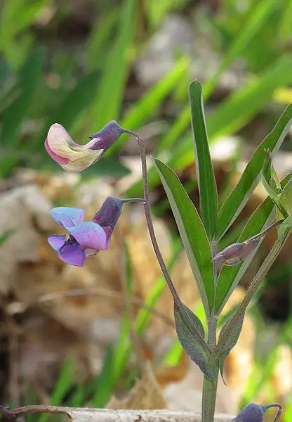 Bitter Vetchling