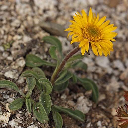 Alpine Yellow Fleabane