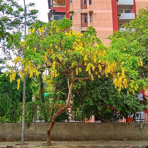 Golden Shower Tree