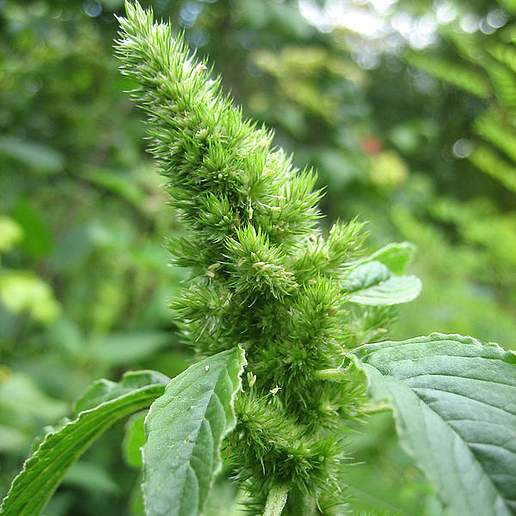 Red Root Pigweed