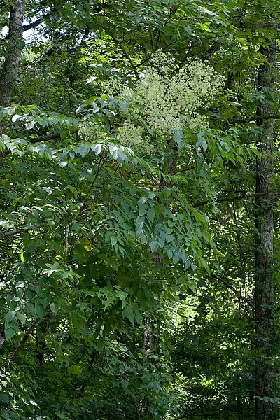 Devil's Walkingstick