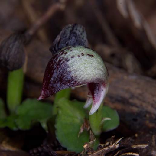 Spurred Helmet Orchid