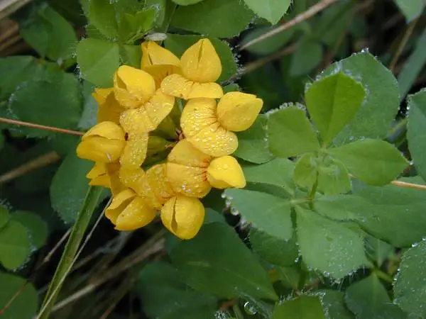 Big Trefoil
