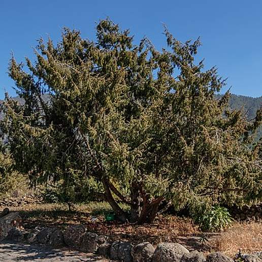 Canary Juniper