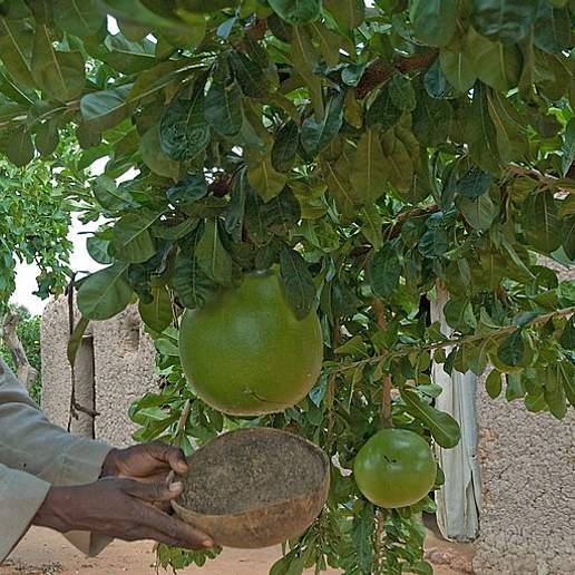 Common Calabash Tree