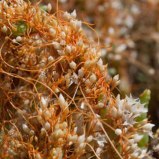 Saltmarsh Dodder