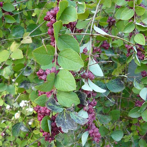 Coralberry