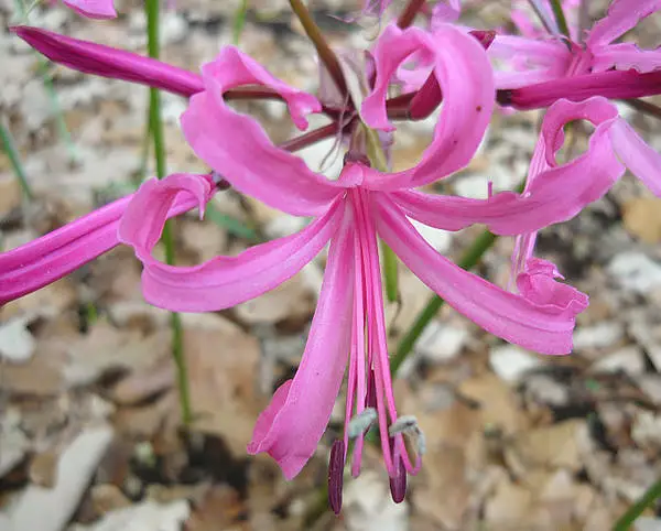 Guernsey Lily