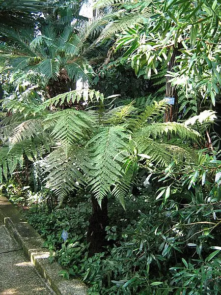 Kuripaka