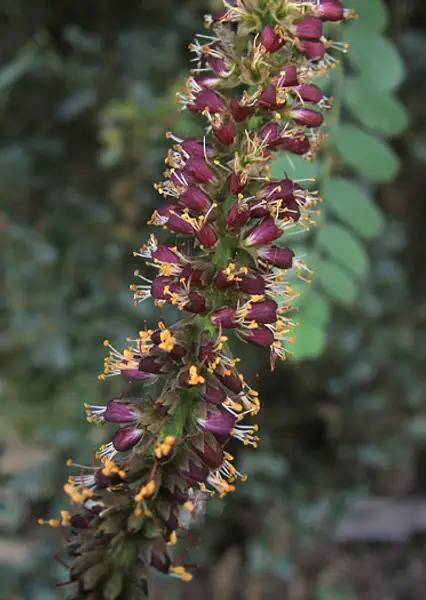 Mock Locust