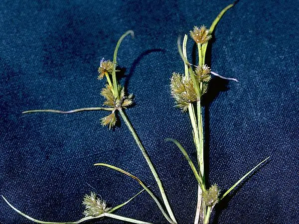 Awned Flat Sedge